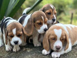 Liebliche dreifarbige Beagle Welpen. - фото 3