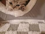 Лилия. Продаются котята - фото 7