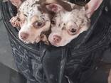 Щенки Lily und Boby - photo 1