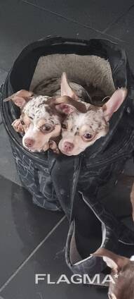 Щенки Lily und Boby