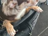 Щенки Lily und Boby - photo 3