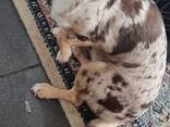 Щенки Lily und Boby - photo 4