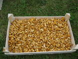 LT Frische Pfifferlinge - photo 3