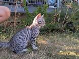 Luxuriöse Bengal-Kätzchen - фото 12