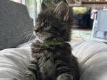 Main-Coon-Kätzchen in verschiedenen dunklen Fellfarben suchen ein liebevolles Zuhause - фото 2