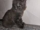 Maine-Coon Junge (06.06.2025g. d) - фото 6