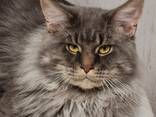 Maine-Coon Junge (06.06.2025g. d) - фото 8