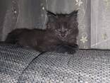 Maine-Coon Junge (06.06.2025g. d) - фото 9