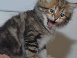 Maine-Coon-Kätzchen