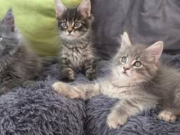 Maine-Coon-Kätzchen
