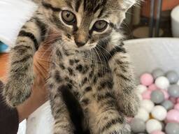 Maine Coon Mix Kätzchen