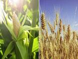 Mais, Weizen, Rapssamen/ Кукуруза, пшеница, Рапс /Corn, Wheat, Rapeseed seeds - фото 1