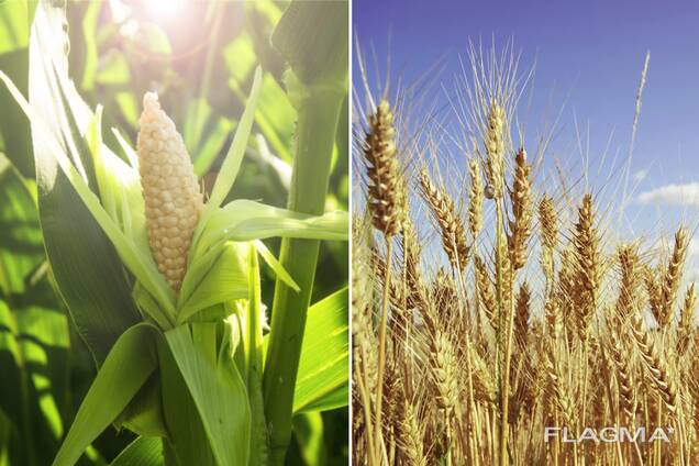 Mais, Weizen, Rapssamen/ Кукуруза, пшеница, Рапс /Corn, Wheat, Rapeseed seeds