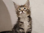 Majestätischer Maine-Coon-Kätzchen verfügbar - фото 1
