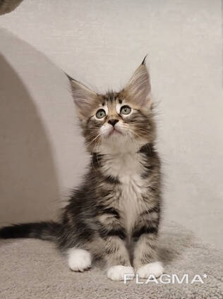 Majestätischer Maine-Coon-Kätzchen verfügbar