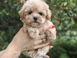 Мальчик Мальтипу Ф1 (самый маленький)