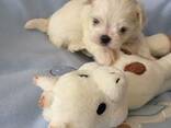 Malteserwelpen. - фото 1