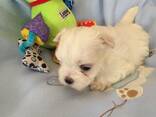 Malteserwelpen. - фото 2