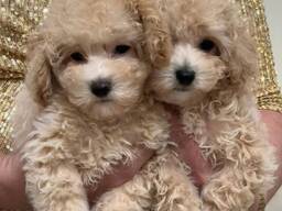 Drei Monate alte Mini-Maltipoo-Welpen