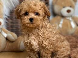 Maltipoo F1-Welpen