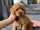 Wunderbare Maltipoo-Welpen - photo 3