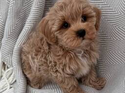 Maltipoo-Welpen