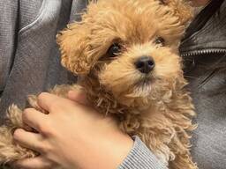 Maltipoo-Welpen
