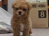 Maltipoo-Welpen - photo 3