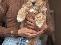 Wir werden Sie mit unserem wunderschönen Maltipoo