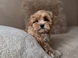 Wir werden Sie mit unserem wunderschönen Maltipoo - photo 3