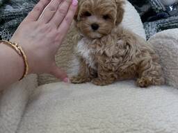 Мальтипу (F1)