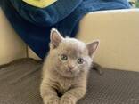 Munchkin - фото 5