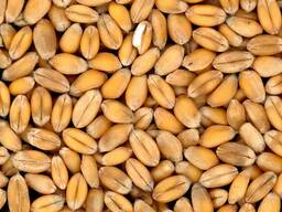 Manufacturing of organic food and Ingredients