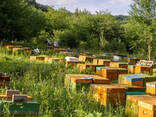 Мед, Altaier Honig, Altaian honey - фото 5