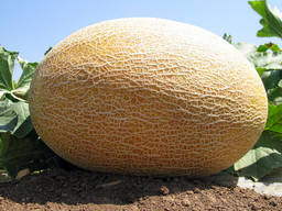 Melon