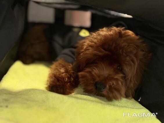 Милые щенки той пуделя