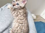 Mini Bengals Kittys Available Now - фото 2