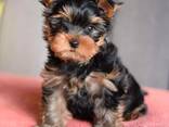Yorkshire-Terrier-Welpen - фото 1