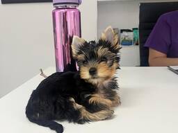 Yorkshire Terrier Miniwelpen zu verkaufen
