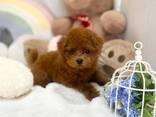 Мы предлагаем на продажу потрясающих щенков той-пуделя - фото 1