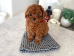 Niedliche Zwergpudelwelpen