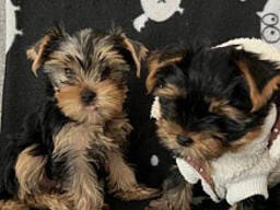 Kontaktieren Sie mich per . Wir haben aktuell Yorkshire Terrier