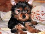 Niedliche Yorkshire-Terrier-Welpen zu verkaufen. - фото 1
