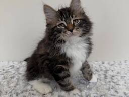 Norwegische Waldkatzen-Kätzchen zu verkaufen