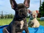 Французького бульдога - фото 2