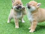 Очень милые щенки сиба-ину - фото 3