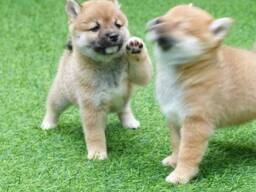 Продаются милые щенки сиба-ину.