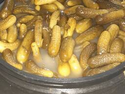 Огурцы бочковые соленые