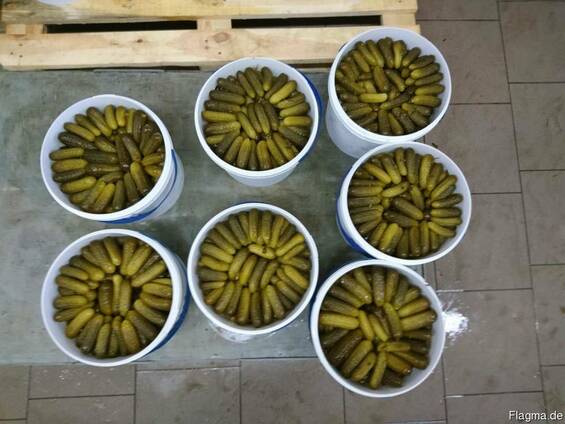 Огурец солёный квашеный