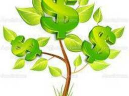 Ольха,береза,осина